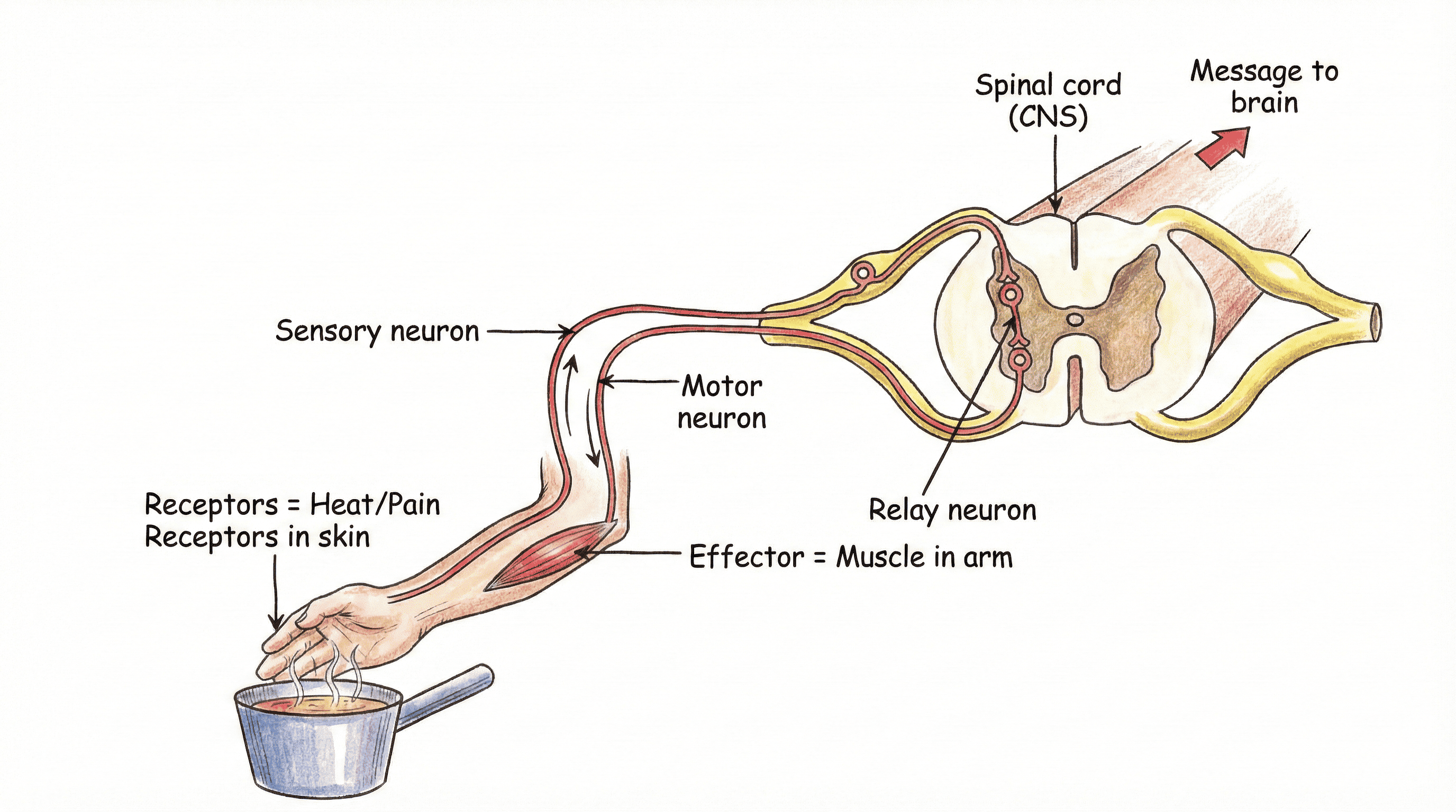 Reflex Arc